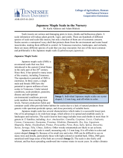 Scale - Japanese Maple