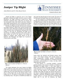 Juniper Tip Blight