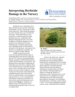 Herbicide Damage in the Nursery