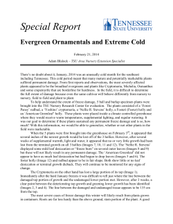 Freeze Damage Among Field Grown Hollies and Cryptomerias