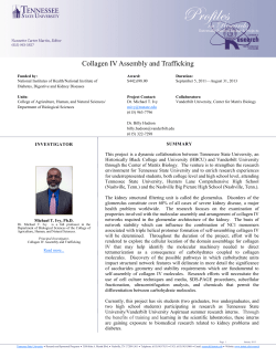 Collagen IV Assembly and Trafficking