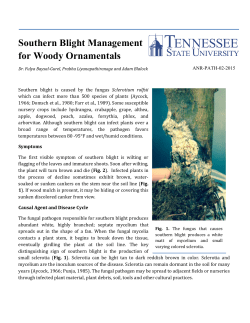 Southern Blight Management