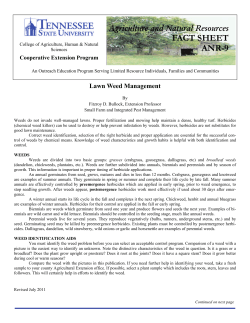 Lawn Weed Management