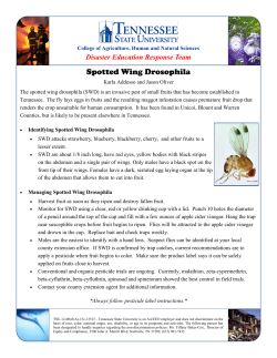Spotted Wing Drosophila - A new insect in Tennessee