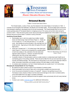 Oriental Beetle