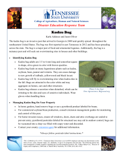 Kudzu Bug