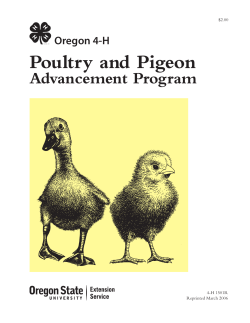 Poultry and Pigeon Advancement