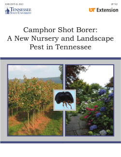 Camphor Shot Borer - A New Nursery and Landscape Pest in Tennessee