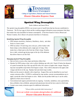 DERT_spotted wing drosophila