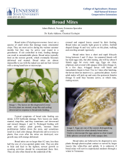 broad mite control