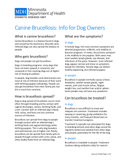 Canine Brucellosis: Information for Adoptive Owners (PDF)