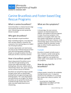 Canine Brucellosis and Foster-Based Dog Rescue Programs (PDF)
