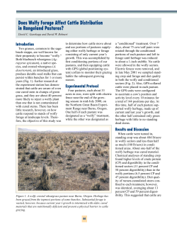 Does wolfy forage affect cattle distribution in rangeland pastures?