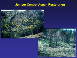 Aspen Restoration