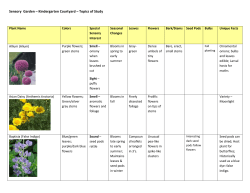Sensory Garden