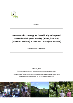 Conservation strategy for the critically endangered spider monkey at Tesoro Escondido (NW Ecuador) [PDF 4.13MB]