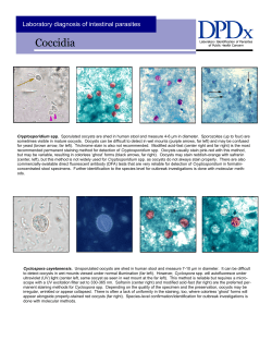 Coccidia CDC Bench Aid (PDF)