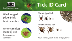 Tick ID Card (PDF: 308KB/2 pages)