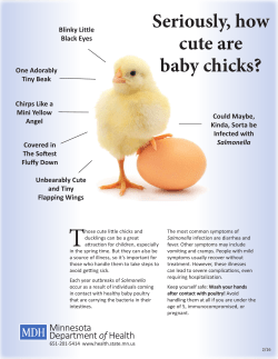 Seriously, how cute are baby chicks? (PDF)