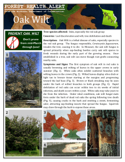 Forest Health Alert: Oak Wilt