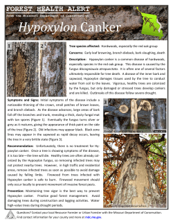 Forest Health Alert: Hypoxylon Canker