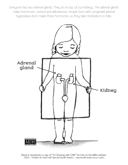 Adrenal glands coloring page (labeled) (PDF)
