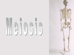 Meiosis 2