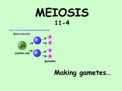 Meiosis 1