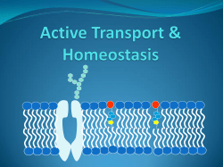 Active Transport and Homeostasis