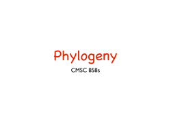 Phylogenetics