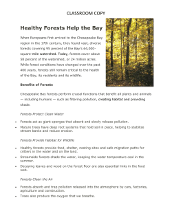 Forest Background Reading