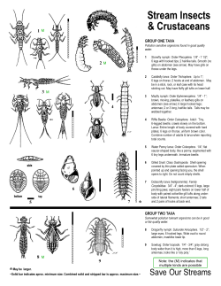 Macroinvertebrate Identification