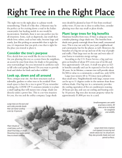 Right Tree in the Right Place