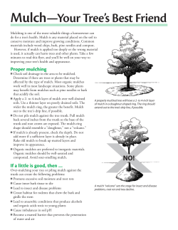 Mulch &mdash; Your Tree s Best Friend