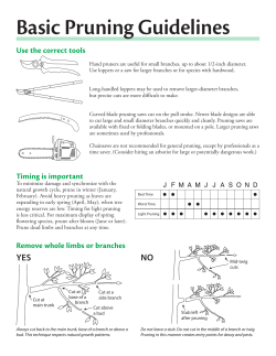 Basic Pruning Guidelines Brochure