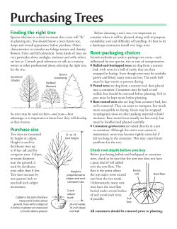 Purchasing Trees Guide