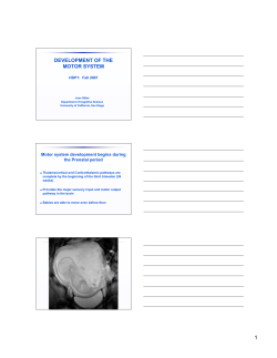 development of the motor system - University of California San Diego