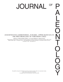 Dimorphinites (Ammonoidea, Jurassic, upper Bajocian) - E