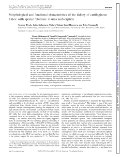Morphological and functional characteristics of the kidney of