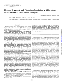 Electron Transport and Photophosphorylation in - Esalq