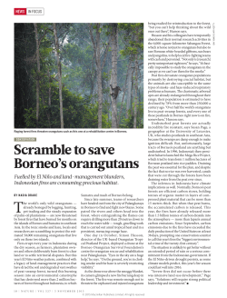 Scramble to save Borneo`s orangutans