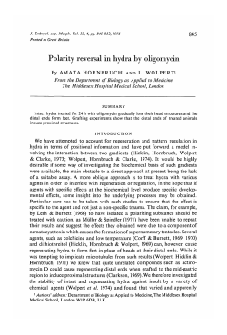Polarity reversal in hydra by oligomycin