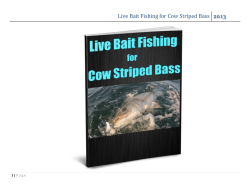 Live Bait Fishing for Cow Striped Bass