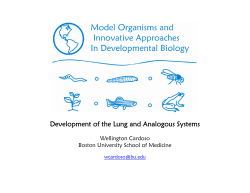 Development of the lung and analogous systems