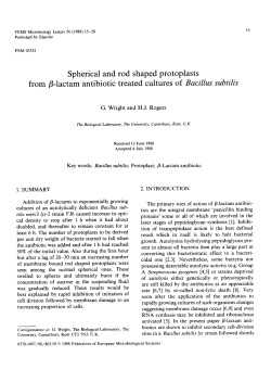 Spherical and rod shaped protoplasts from &beta;