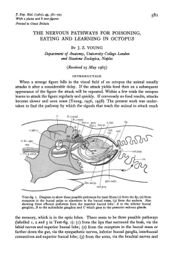 the nervous pathways for poisoning, eating and learning in octopus