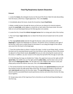 PDF of the respiratory protocol