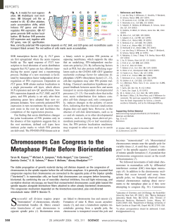 Chromosomes Can Congress to the Metaphase Plate Before