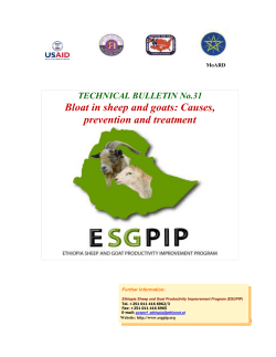 Bloat in sheep and goats: Causes, prevention and treatment