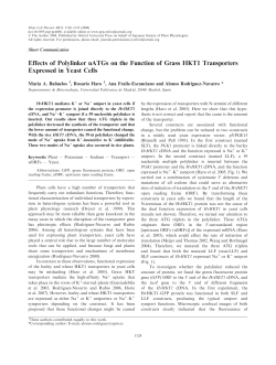 Effects of Polylinker uATGs on the Function of